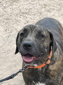 Zepole -  Labrador Retriever and American Bulldog Dog for Adoption in Woodstock, Ontario - Zepole | PetCurious