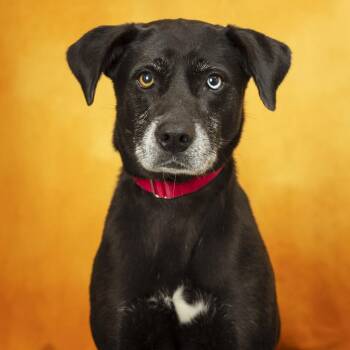 Glimmer -  Mixed Breed Dog for Adoption in Franklin, Tennessee - Glimmer | PetCurious