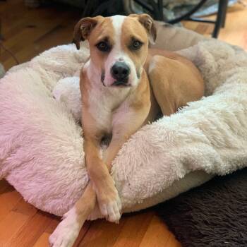 Rescue Pit Bull Terrier Dogs for Adoption in Dallas, Texas - Dee O Gee | PetCurious