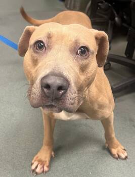 Rescue Terrier Dogs for Adoption in Raleigh, North Carolina - Sunflower | PetCurious