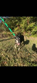 Rescue Manchester Terrier and Mixed Breed Dogs for Adoption in Moultrie, Georgia - Bo | PetCurious