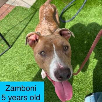 Zamboni -  Pit Bull Terrier Dog for Adoption in Tampa, Florida - Zamboni | PetCurious