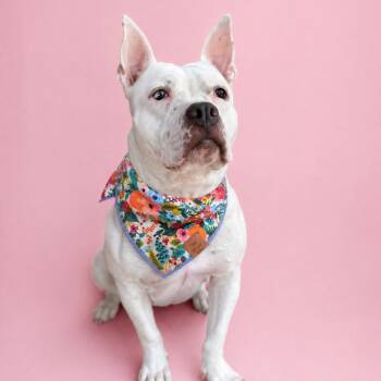 Pearlie -  Pit Bull Terrier Dog for Adoption in Martinez, California - Pearlie | PetCurious