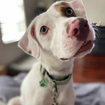 Kesha Confetti Kisses -  Pit Bull Terrier and English Pointer Dog for Adoption in Friendswood, Texas - Kesha Confetti Kisses | PetCurious