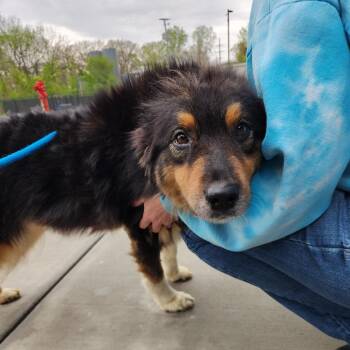 Australian Shepherd Dogs Available for Adoption in Fort Wayne, Indiana - Dorothy | PetCurious