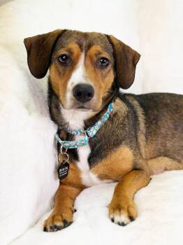 Dachshund and Mixed Breed Dogs Available for Adoption - Cadbury - Foster To Adopt | PetCurious