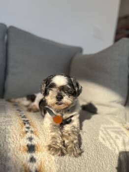 Betty -  Shih Tzu Dog for Adoption - Betty | PetCurious