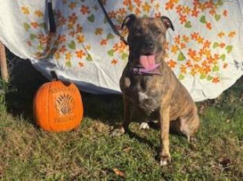 Rescue Pit Bull Terrier and Mastiff Dogs for Adoption in Manhasset, New York - Stella Blue | PetCurious