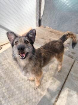 Romeo -  Terrier and Mixed Breed Dog for Adoption in Severance, Colorado - Romeo | PetCurious