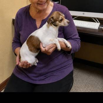 Penny -  Chihuahua and Dachshund Dog for Adoption in Oroville, Washington - Penny | PetCurious