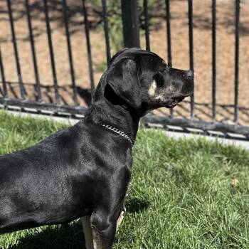 Hawkeye - ECAS -  Rottweiler and Pit Bull Terrier Dog for Adoption in Pleasanton, California - Hawkeye - ECAS | PetCurious