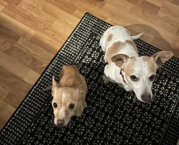 Jack Russell Terrier and Chihuahua Dogs Available for Adoption - Barney | PetCurious