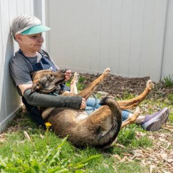 Soliloquy -  Mixed Breed Dog Available for Adoption in Chamblee, Georgia - Soliloquy | PetCurious
