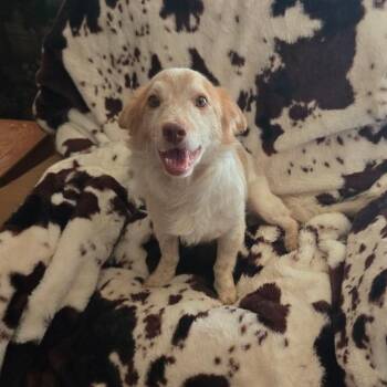 Sunny -  Terrier Dog for Adoption in Fullerton, California - Sunny | PetCurious