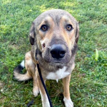 Tucker -  German Shepherd Dog Dog for Adoption in Saint Joseph, Missouri - Tucker | PetCurious