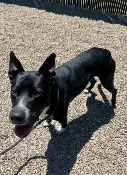 Trooper -  Border Collie Dog for Adoption in Ripon, California - Trooper | PetCurious
