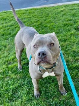 Pit Bull Terrier Dogs Available for Adoption - OLLIE | PetCurious