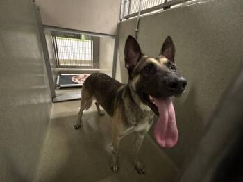 LUCKY -  German Shepherd Dog Dog for Adoption in Rancho Cucamonga, California - LUCKY | PetCurious