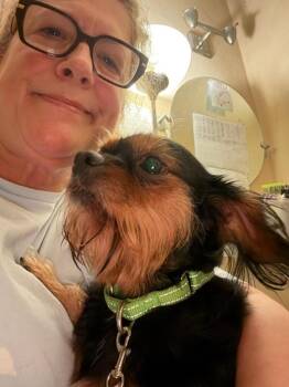 Mahogany -  Dachshund and Yorkshire Terrier Dog for Adoption in Greensboro, North Carolina - Mahogany | PetCurious