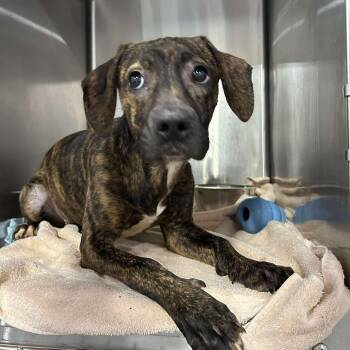 Rescue Mixed Breed Dogs for Adoption in Alma, Michigan - Trix | PetCurious