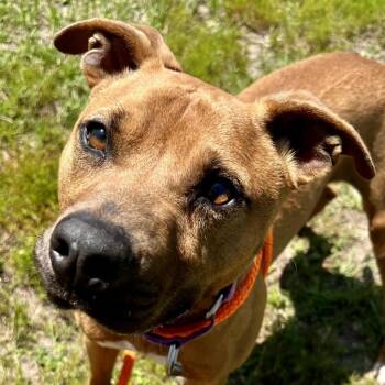 Aries -  Mixed Breed Dog for Adoption in Freeport, Florida - Aries | PetCurious