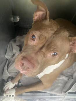 Pit Bull Terrier Dogs Available for Adoption in Dallas, Texas - MAISY | PetCurious