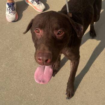 Teddy -  Chocolate Labrador Retriever Dog for Adoption in Shelbyville, Illinois - Teddy | PetCurious