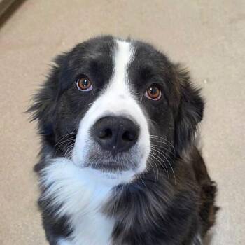 Collie Dogs Available for Adoption in Silver Spring, Maryland - Maine | PetCurious