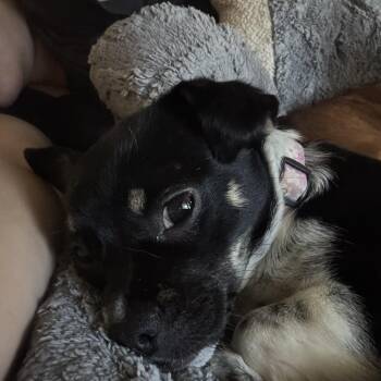 Chihuahua and Puggle Dogs Available for Adoption - Mochi | PetCurious