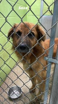 Sosa -  Shepherd Dog for Adoption in Fort Payne, Alabama - Sosa | PetCurious