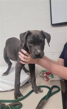 Pit Bull Terrier and Mixed Breed Dogs Available for Adoption in St. Peters, Missouri - APPLE | PetCurious