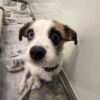 Scotts -  Mixed Breed Dog for Adoption in Riverwoods, Illinois - Scotts | PetCurious