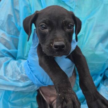 Carter -  Mixed Breed Dog for Adoption in Corinth, Mississippi - Carter | PetCurious