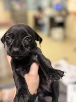 CORALINE -  Chihuahua and Mixed Breed Dog for Adoption in Riverside, California - CORALINE | PetCurious