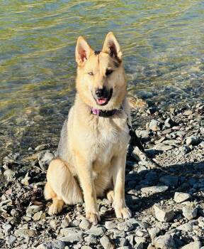 German Shepherd Dog Dogs Available for Adoption - Fable | PetCurious