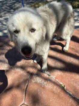 Great Pyrenees Dogs Available for Adoption - MAKO | PetCurious