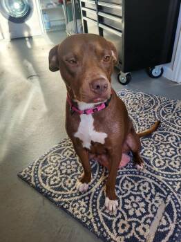 Edwina -  Labrador Retriever and Pit Bull Terrier Dog for Adoption in Pottstown, Pennsylvania - Edwina | PetCurious