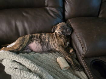 Rescue Labrador Retriever Dogs for Adoption in The Woodlands, Texas - Nala | PetCurious