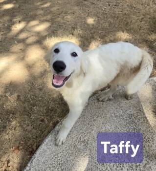 Taffy -  Great Pyrenees Dog for Adoption in Spring, Texas - Taffy | PetCurious