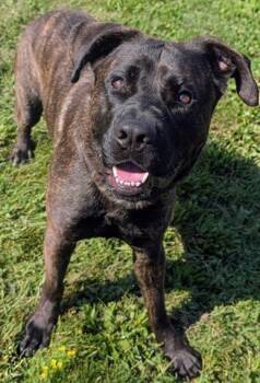 COLOSSUS -  Labrador Retriever and Mastiff Dog for Adoption in Akron, Ohio - COLOSSUS | PetCurious