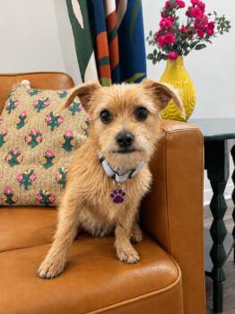Michelle Elara the Radiant -  Wirehaired Terrier and Chihuahua Dog for Adoption in Friendswood, Texas - Michelle Elara The Radiant | PetCurious