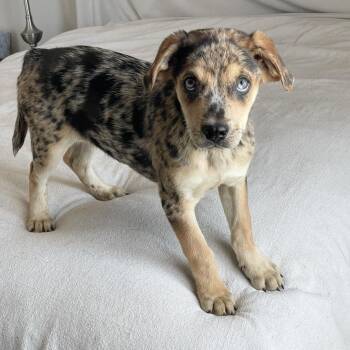 Labrador Retriever and Catahoula Leopard Dog Dogs Available for Adoption in Burlington, North Carolina - Gorgeous Trina  | PetCurious