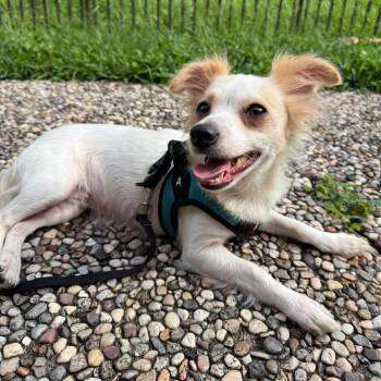 Millie Ann -  Chihuahua Dog for Adoption in Houston, Texas - Millie Ann | PetCurious