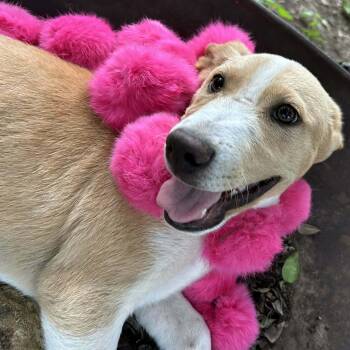 Jack Russell Terrier and Basenji Dogs Available for Adoption in Boerne, Texas - Dustin | PetCurious