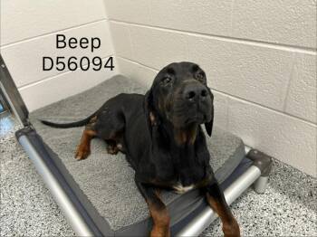 Beep -  Hound Dog for Adoption in Clarksville, Tennessee - Beep | PetCurious
