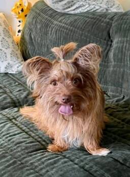 Yorkshire Terrier and Pomeranian Dogs Available for Adoption in Hamburg, New York - Ricky Bobby | PetCurious
