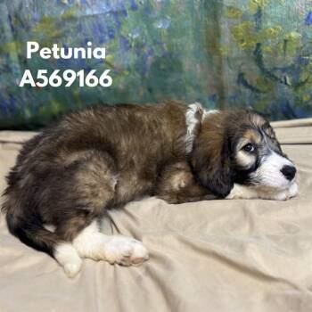 PETUNIA -  Golden Retriever and Mixed Breed Dog for Adoption - PETUNIA | PetCurious