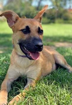 Rescue Shepherd Dogs for Adoption in Brookeville, Maryland - Terra | PetCurious