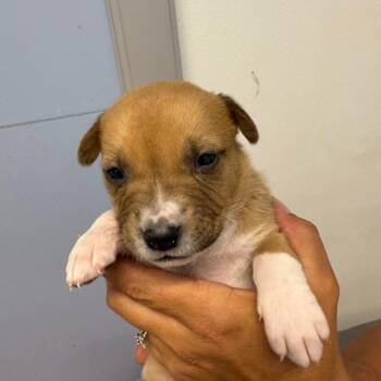 Martin -  Mixed Breed Dog for Adoption in Casa Grande, Arizona - Martin | PetCurious
