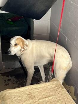 Rescue Great Pyrenees Dogs for Adoption in Marshall, North Carolina - Scarecrow | PetCurious